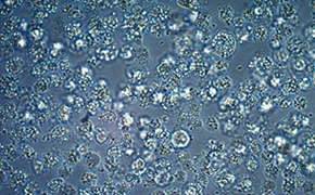 Lab worker looking at a bottle of fluid on a shelf.