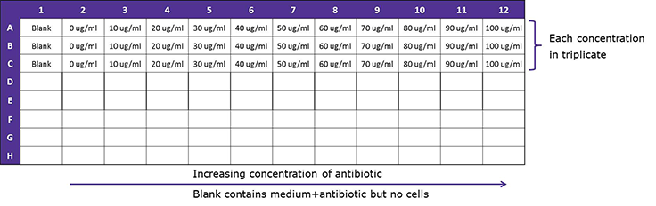 Representative schematic guide for selecting antibiotic concentration. Horizontal columns from 1-12 and vertical rows from A-H. Perform each concentration in triplicate and increase the concentration of antibiotic from left to right, 0-100micrograms per milliliter, starting with the blank. Blank contains the medium and antibiotic but no cells.