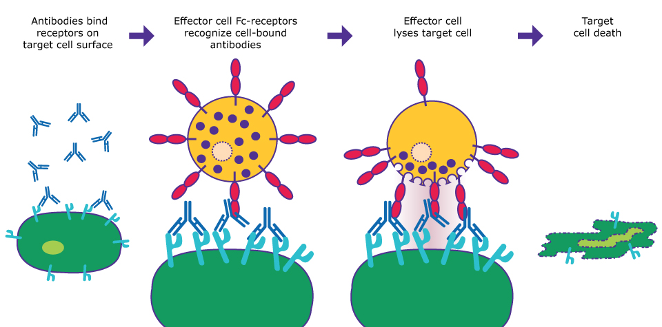 Assay principle for ADCC assay