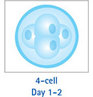 4-细胞 第 1-2 天