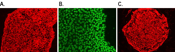 Human iPSC pluripotency markers