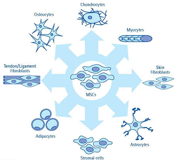 The multi-lineage differentiation potential of mesenchymal stem cells. MSC cultures have the multi-lineage capacity to differentiate towards a variety of cell types. Given the ability of MSCs to give rise to a number of cell types, these cells are highly attractive models for investigation, especially in regenerative medicine applications.