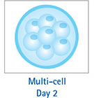 多细胞 第 2 天