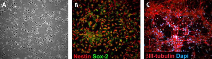 Human iPSC derived neural stem cells