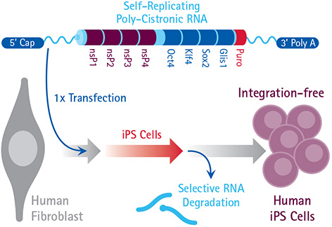 Human iPS cells can be generated with a single transfection of polycistronic RNA. Once created, the reprogramming RNA can be selectively degraded by removing B18R from the culture media, creating transgene-free, replicon-free iPSCs.