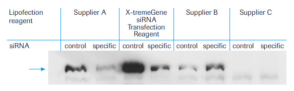 Typical example of an immunoblot