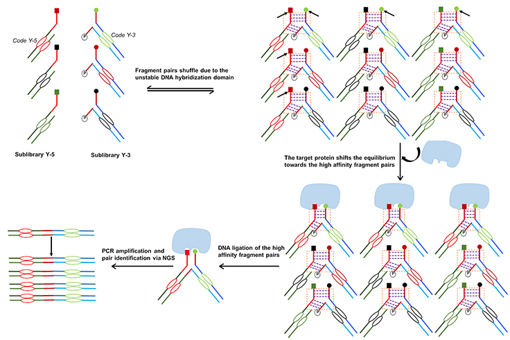 dynamic-dna-encoded-libraries
