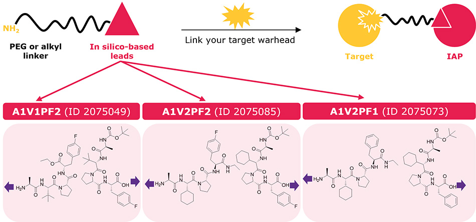 Ligand–linker conjugates containing the top three in silico-derived IAP leads (2075049, 2075085, 2075073) for synthesis of bifunctional degraders. 