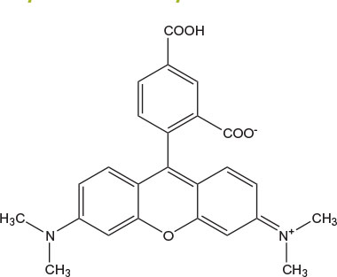 Chemical structure of 5-Carboxytetramethylrhodamine