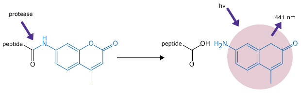 An illustration of  enzymatic and photophysical principles of AMC-labeled fluorogenic substrates. On the left, a peptide is covalently attached to a molecular structure containing a fused ring system, drawn in blue, representing the AMC (7-amino-4-methylcoumarin) moiety. A purple arrow labeled "protease" points to the peptide bond adjacent to the AMC group, indicating that enzymatic cleavage will occur at this site. The reaction is shown with a rightward arrow leading to the cleavage products: a free peptide fragment with a carboxyl (-OH) terminus and a newly formed AMC molecule with a primary amine (-NH₂) group. On the right side, a purple arrow labeled "hv" (representing light energy) and "441 nm" points toward the AMC structure, which is highlighted by a pink circular glow, indicating fluorescence emission upon excitation at this wavelength. The diagram visually explains how protease cleavage releases AMC, which then fluoresces under specific light exposure.