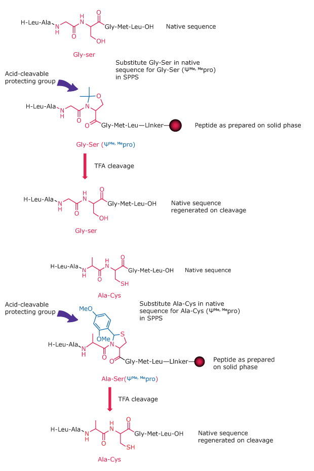 Diagram showing how pseudoproline dipeptides replace Ser, Thr, or Cys residues to disrupt structure formation during synthesis.
