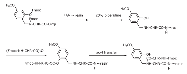 Reaction mechanism showing acylation steps of Hmb‑protected amino acids, including intermediate formation and O→N acyl transfer.