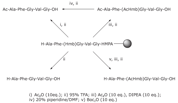 Process diagram showing steps for generating Ac‑Hmb–protected peptides and improving solubility during peptide purification.