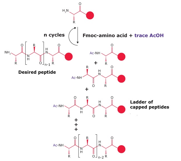 Schematic representation of peptide synthesis using Fmoc-amino acids, illustrating the formation of desired peptides and capped peptide ladders.
