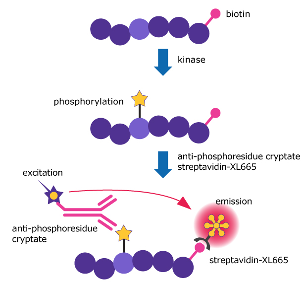 Diagram shows kinase assay steps: substrate phosphorylation, cryptate binding, excitation by light, and red emission detected via streptavidin-XL665.