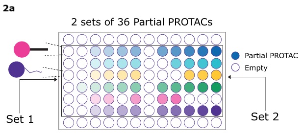 Diagram of a 96-well plate showing two sets of 36 partial PROTACs, with colored wells representing compounds and empty wells left blank.