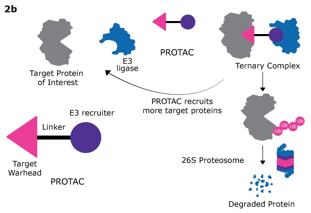 PROTAC mechanism, showing target protein binding, E3 ligase recruitment, ternary complex formation, ubiquitination, and protein degradation.
