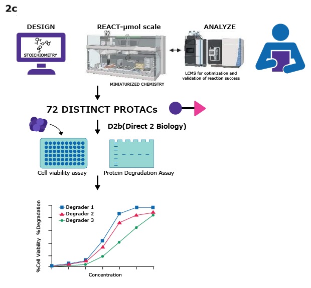 Workflow diagram showing PROTAC design, miniaturized synthesis, LCMS analysis, generation of 72 PROTACs, followed by cell viability and protein degradation assays.