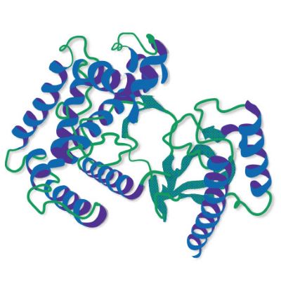 Structural schematic of horseradish peroxidase (HRP) showing secondary structure with alpha helices in blue and beta sheets in green