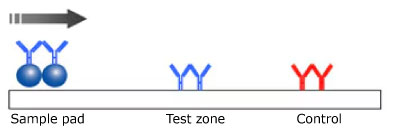 Illustration of a monotest monochromatic lateral flow test setup, depicting the test sample on the left, the antibody and microsphere in the center for reaction, and the control line on the right, with the sample flowing from left to right.