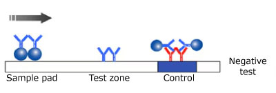 Illustration of a negative result in a monotest monochromatic lateral flow test, showing the test sample on the left, the antibody and microsphere in the center not reacting with the sample, and the control line on the right, with the sample flowing from left to right.
