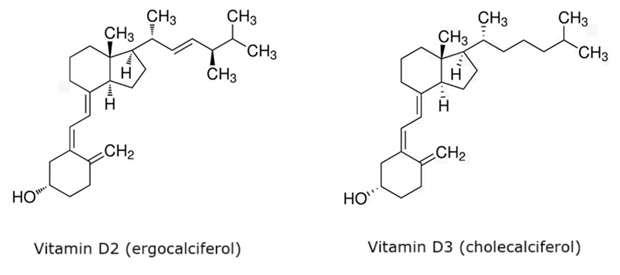 Two chemical structures drawn as skeletal formulas side by side on a white background. On the left is vitamin D2, also known as ergocalciferol, shown with a complex arrangement of fused rings and carbon chains. Its structure includes two six-membered rings and one five-membered ring, with double bonds and several methyl groups branching off. A side chain extends from the five-membered ring, containing a double bond and ending with a branched structure that has multiple methyl groups. Near the bottom of the molecule, a hydroxyl group is attached to a carbon chain extending from one of the rings. On the right is vitamin D3, known as cholecalciferol, which has a very similar core structure with the same three-ring system and a comparable carbon chain extending downward ending in a hydroxyl group. However, the side chain branching from the five-membered ring differs slightly: it lacks the double bond present in vitamin D2 and has a simpler chain with fewer methyl branches. Each structure is labeled below, with “Vitamin D2 (ergocalciferol)” under the left molecule and “Vitamin D3 (cholecalciferol)” under the right, clearly identifying the compounds.