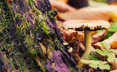 Cluster of wild mushrooms growing on moss-covered forest wood, illustrating the biodiversity impacted by global food and flavor sourcing.