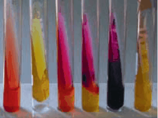 TSI Agar: From the left,we see the mediumwithout organisms, followed by an extreme reaction in the butt of the tube and on the slant surface; the second tube fromleft shows the typical reaction when E. coli organisms are present.