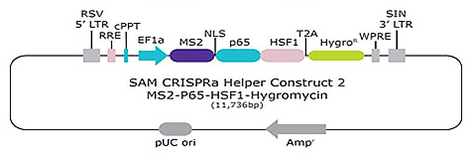 SAM CRISPRa Helper构建体2 MS2-P65-HSF1潮霉素