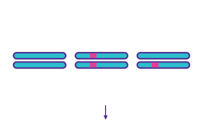 Denaturation & Annealing - Possible re-annealing products