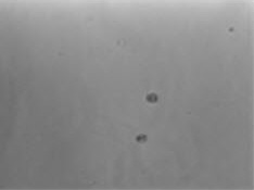 Cell growth after puromycin selection for four days