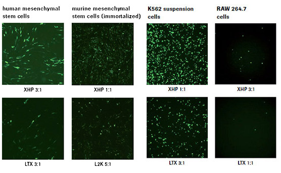 X-tremeGENE™ HP DNA Transfection Reagent outperforms competitor reagents in difficult-to-transfect cell types.