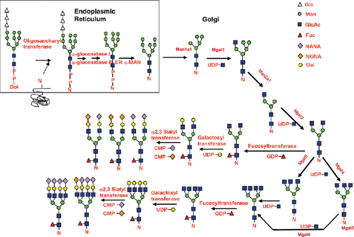 Hossler et al., (2009) Glycobiology Collin, et al., (2008) PNAS