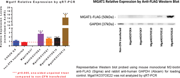 MGAT1KO37 OE Clones Have Higher MGAT1 Expression than the Wildtype Cell Lines