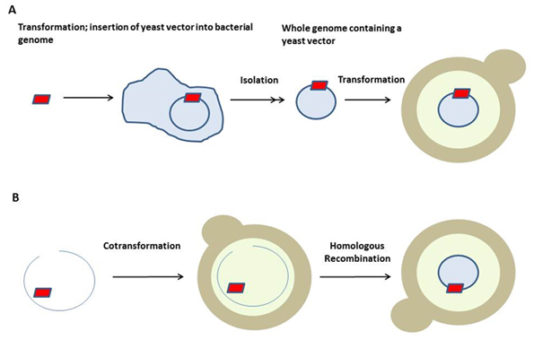 Schematic representation of transformation in Yeast