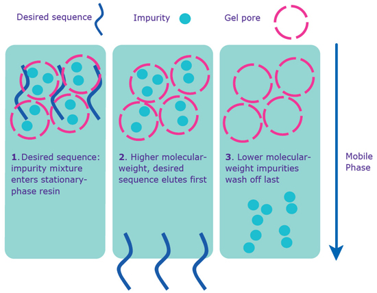 通过凝胶过滤进行分离。