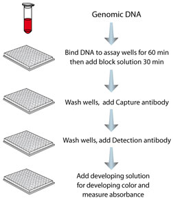 MDQ1 Step-wise Protocol