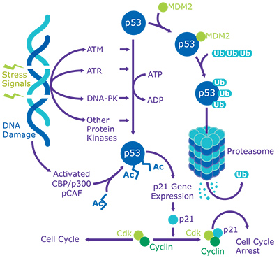 p53: DNA Damage Response and Cancer