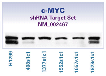 c-MYC shRNA目标组集