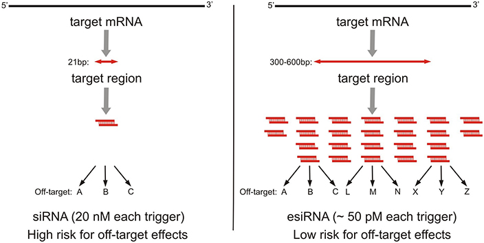 可通过化学合成的 siRNA 或酶法制备的 siRNA (esiRNA) 来敲低靶 mRNA。