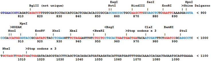 Most SnapFast plasmids