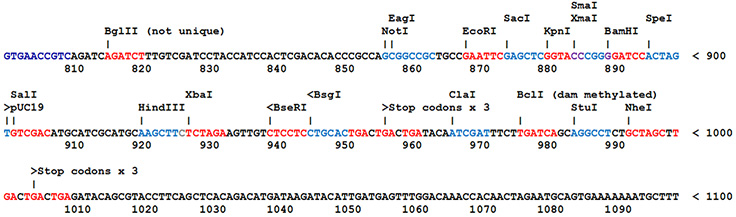 Most SnapFast plasmids