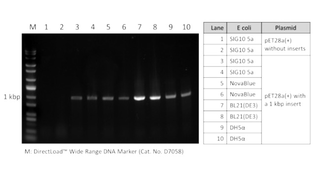 Colony PCR of a 1 kbp insert from from an <i>E. coli</i> colony was performed using REDExtract-N-Amp™ PCR ReadyMix™.