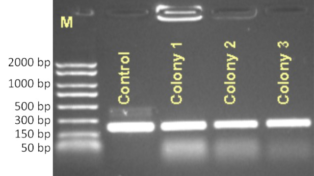 Colony PCR of a 1 kbp insert was performed using REDExtract-N-Amp™ PCR ReadyMix™ and analyzed on a 1% agarose gel. Products were detected from all transformed cells containing pET28a(+) with inserts (samples 3-10), while no product was amplified from cells transformed with pET28a(+) empty vector (samples 1-2).