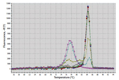 An examination of the melt curve profile reveals that the samples of lower concentration