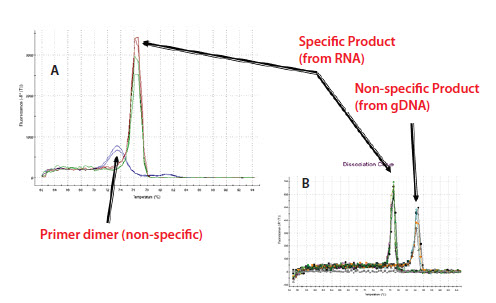 Example of a melt curve analysis