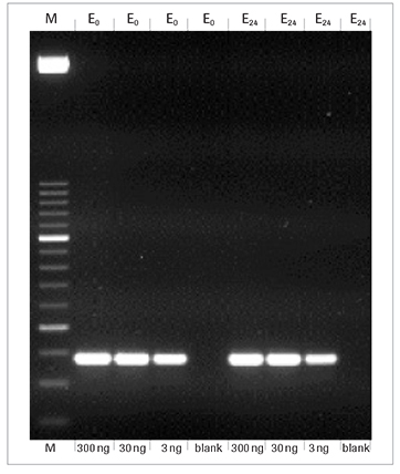 faststart-taq-dna-聚合酶-pcr