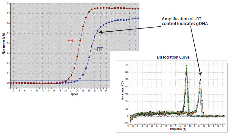  Identifying a larger amplicon that has resulted from PCR of gDNA.