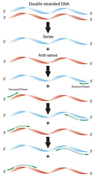 Diagram of the individual reaction processes in a typical PCR.