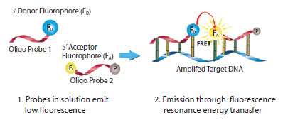 Mechanism of LightCycler FRET Probes